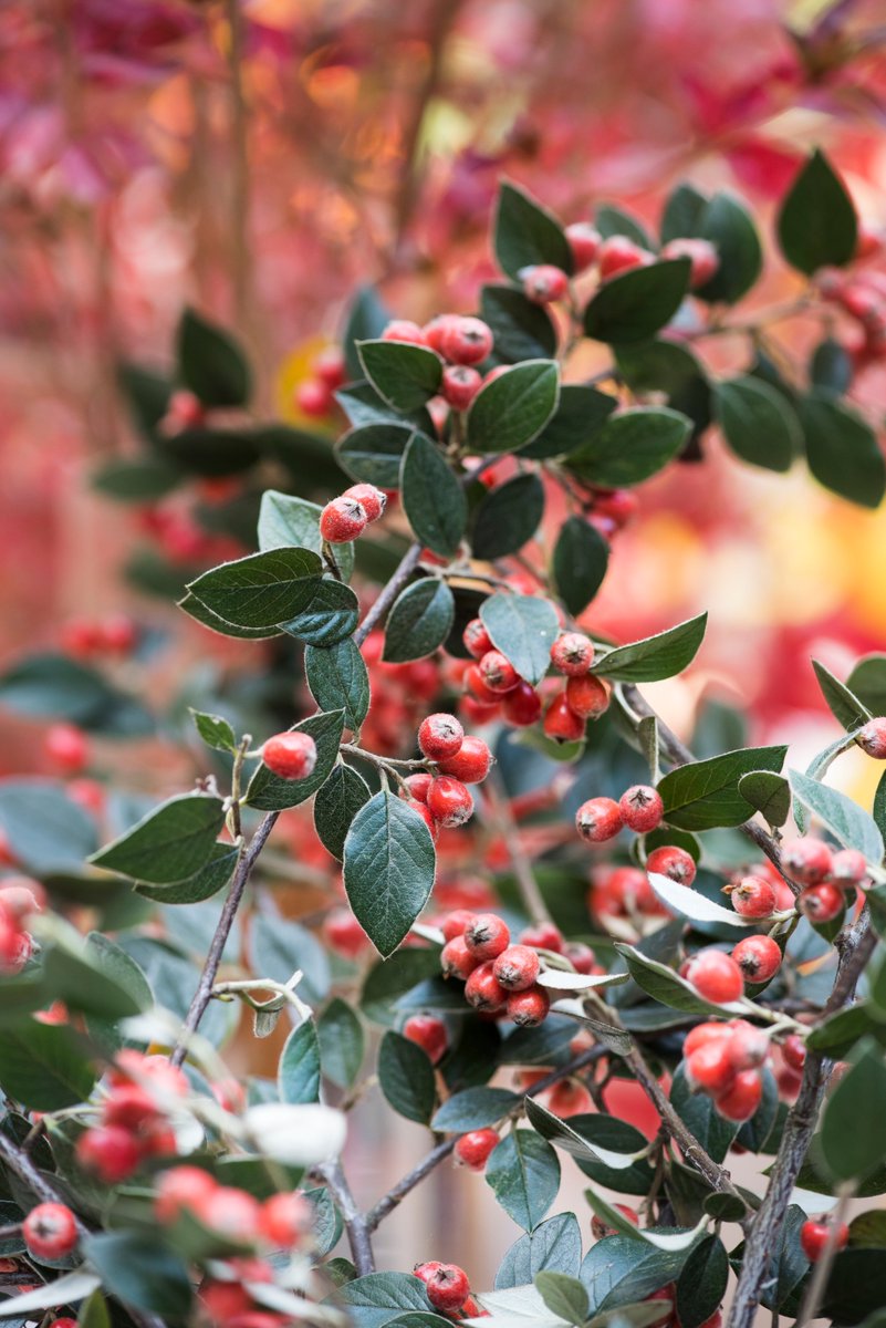 Кизильник прижатый Cotoneaster adpressus